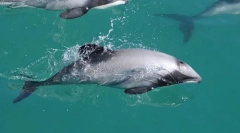 Atlantski beli delfin